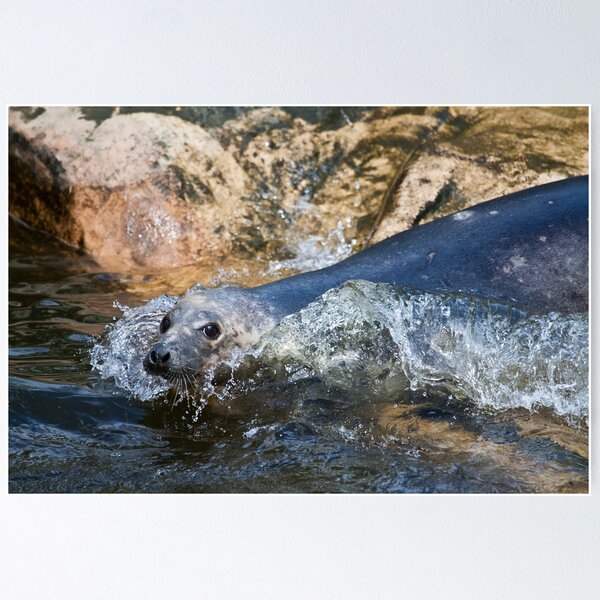 Item preview, Grey Seal Splash designed and sold by Jonathan Lundkvist.