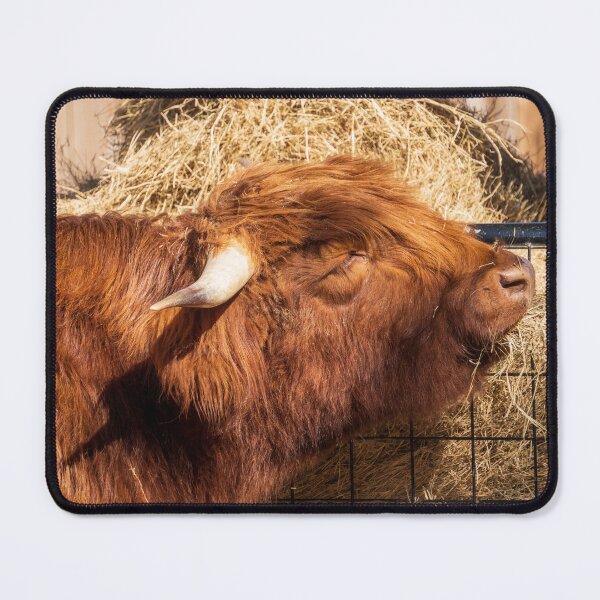 Item preview, Food Time Best Time - Scottish Highland Cow designed and sold by TinyDinoDesigns.