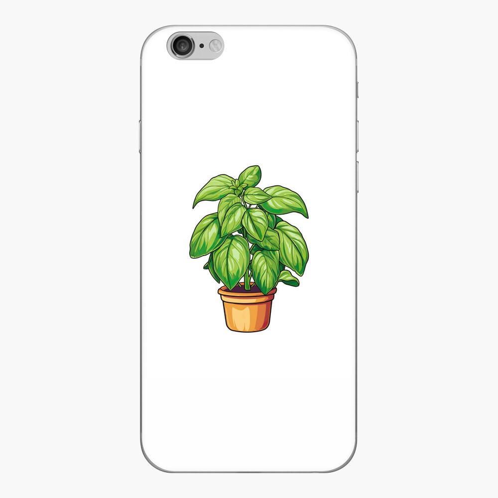 Basil Plant