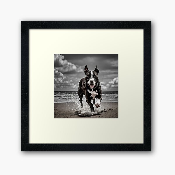 Artikel-Vorschau von Black and White Pitbull on the beach #4, designt und verkauft von Shiwwa.