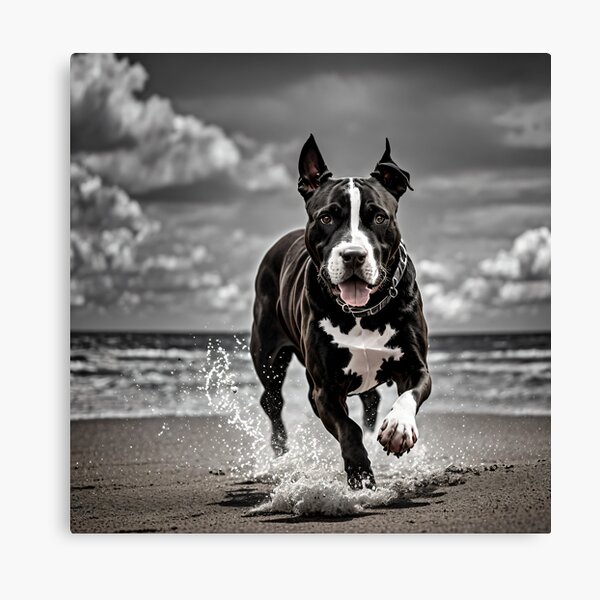 Artikel-Vorschau von Black and White Pitbull on the beach #4, designt und verkauft von Shiwwa.