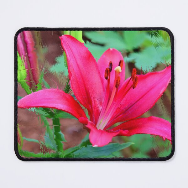 Item preview, Red Burgundy Day Lily designed and sold by BostonArcImage.