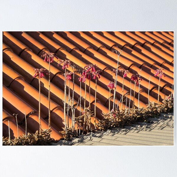 Item preview, Unexpected Garden - the Incredible Adaptive Powers of Aloe Maculata designed and sold by Georgia Mizuleva.