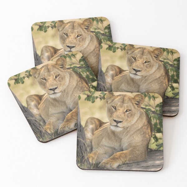 Item preview, Lion Under a Tree Botswana Africa designed and sold by PhotoArt by Joan Carroll.