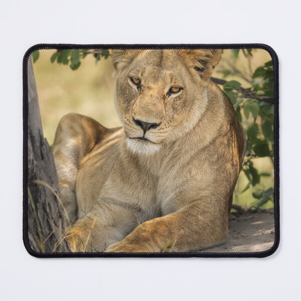 Item preview, Lion Under a Tree Botswana Africa designed and sold by PhotoArt by Joan Carroll.