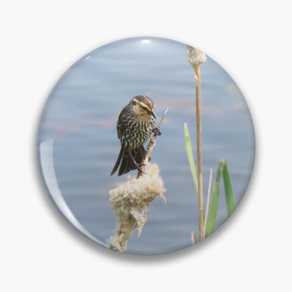 Item preview, Female Red-Winged Blackbird designed and sold by Monica-Stroud.
