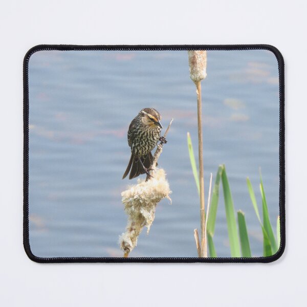 Item preview, Female Red-Winged Blackbird designed and sold by Monica-Stroud.