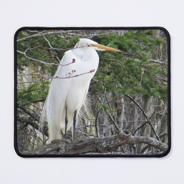 Item preview, GREAT WHITE EGRET - LOOKING TO THE RIGHT designed and sold by Monica-Stroud.