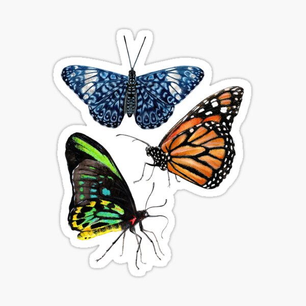 Item preview, Butterflies designed and sold by Caitlin Rausch.