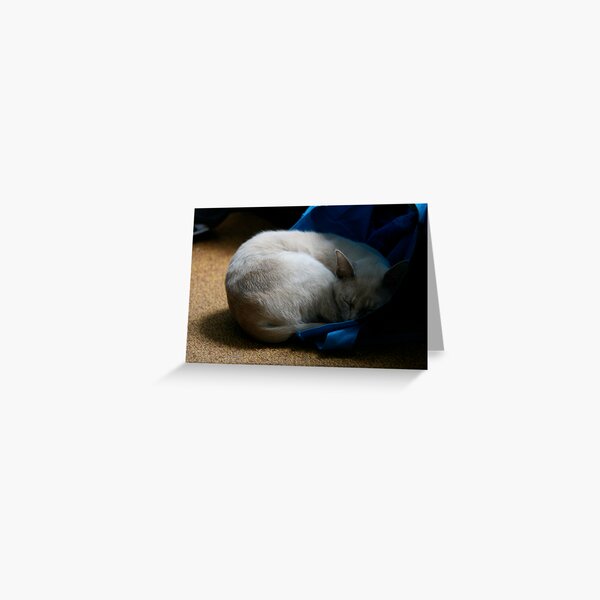Scout the Kitteh. Greeting Card