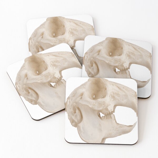 Item preview, South American giant python white head bone designed and sold by EmilyLowe44.