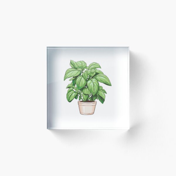 Aperçu de l'œuvre Plante de basilic créée et vendue par ImageTcraft.