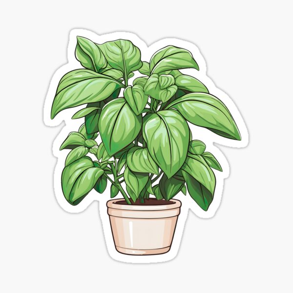 Basil Plant