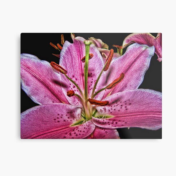 Pink Lilium Metal Print