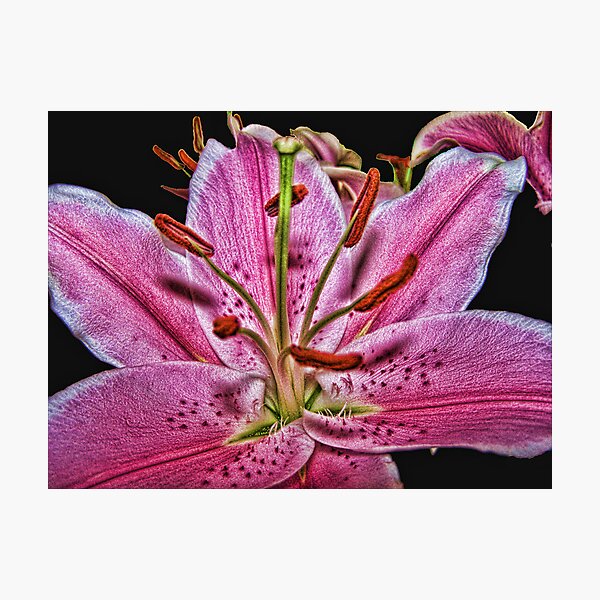 Pink Lilium Photographic Print
