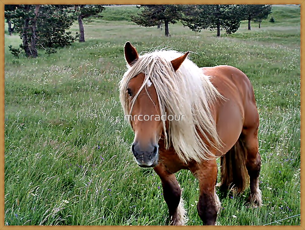 A Beautiful Palomino Horse"" by mrcoradour | Redbubble