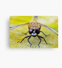 Yellow Dragonfly Canvas Print