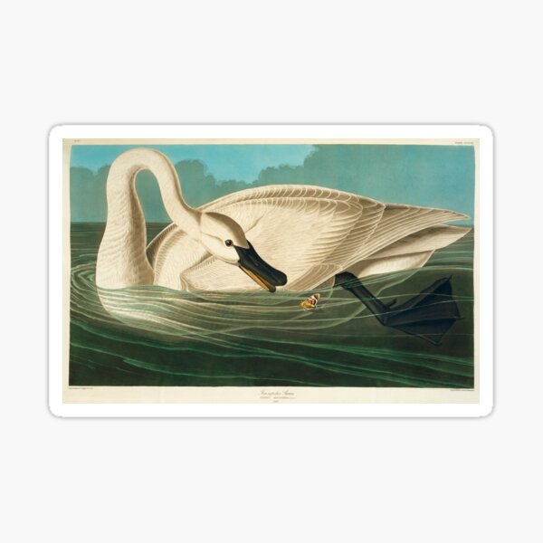 Item preview, Trumpter swan, artwork (C011/2996) designed and sold by SciencePhoto.