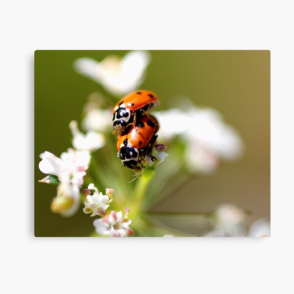 ~Privacy Please~ Canvas Print