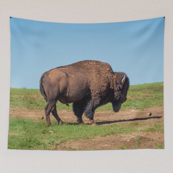 Item preview, Buffalo And Friends | Wind Cave National Park designed and sold by TinyDinoDesigns.