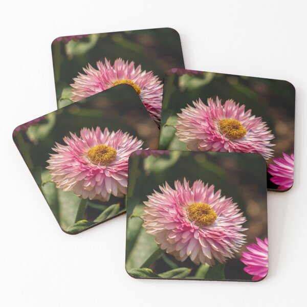 Item preview, Pink Strawflower designed and sold by TinyDinoDesigns.