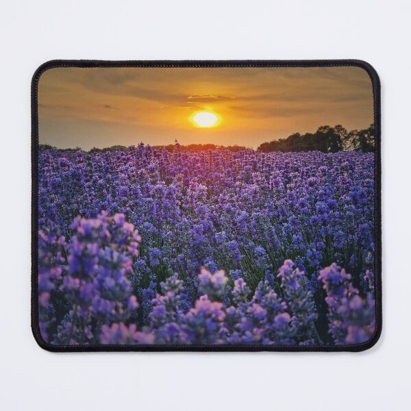 Item preview, lavender field in sunset beams designed and sold by psychoshadow.