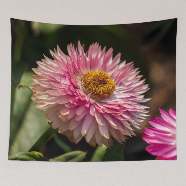 Item preview, Pink Strawflower designed and sold by TinyDinoDesigns.