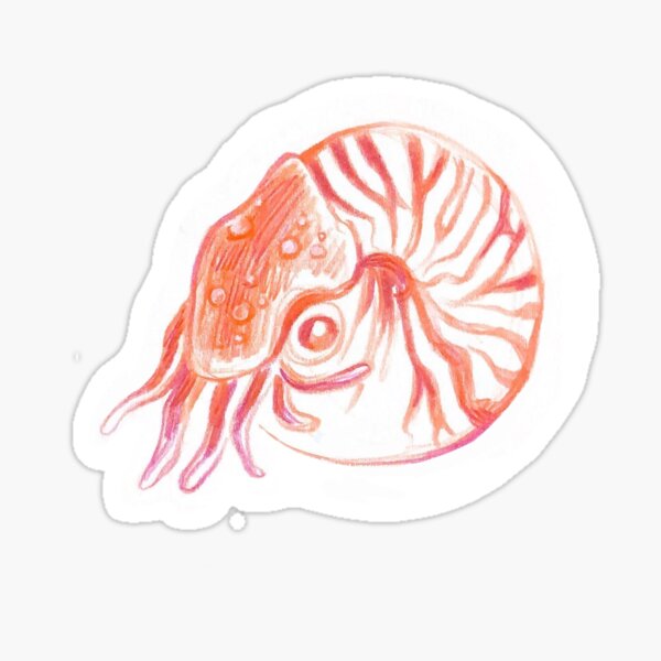Aperçu de l'œuvre Coquille de nautile créée et vendue par snailplants.