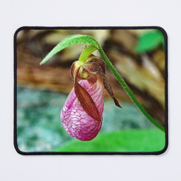 Item preview, Fading Lady Slipper designed and sold by Deb Oppermann.