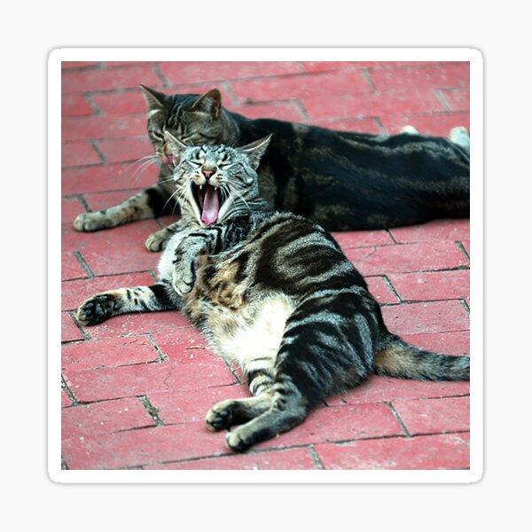 Zwei pelzige Freunde machen ein Katzenschläfchen Sticker