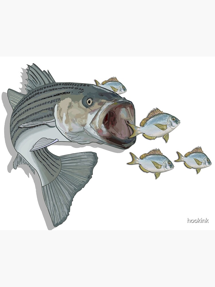 Striped Bass Fishing for Porgy Poster for Sale by hookink