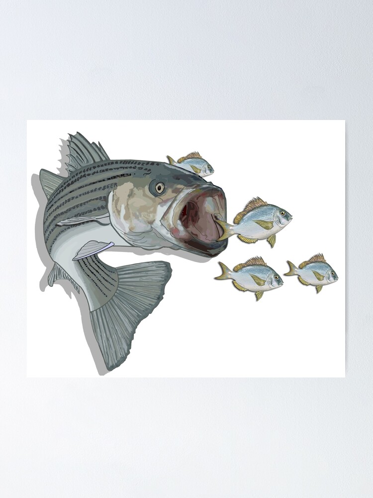 Striped Bass Fishing for Porgy Poster for Sale by hookink
