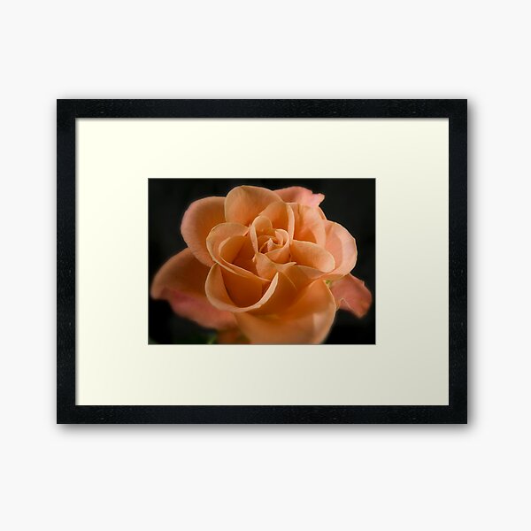Orange rose Framed Art Print