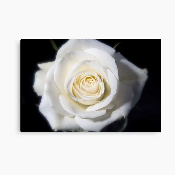 White Rose Canvas Print