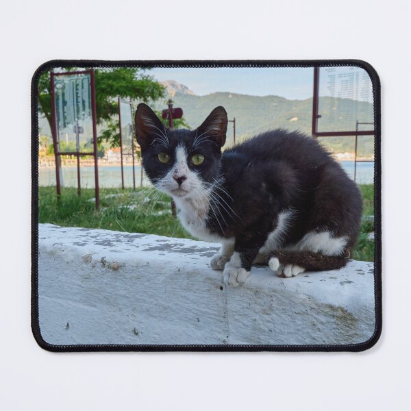 Item preview, The curious cat in the park designed and sold by Jouko Lehto Photography.