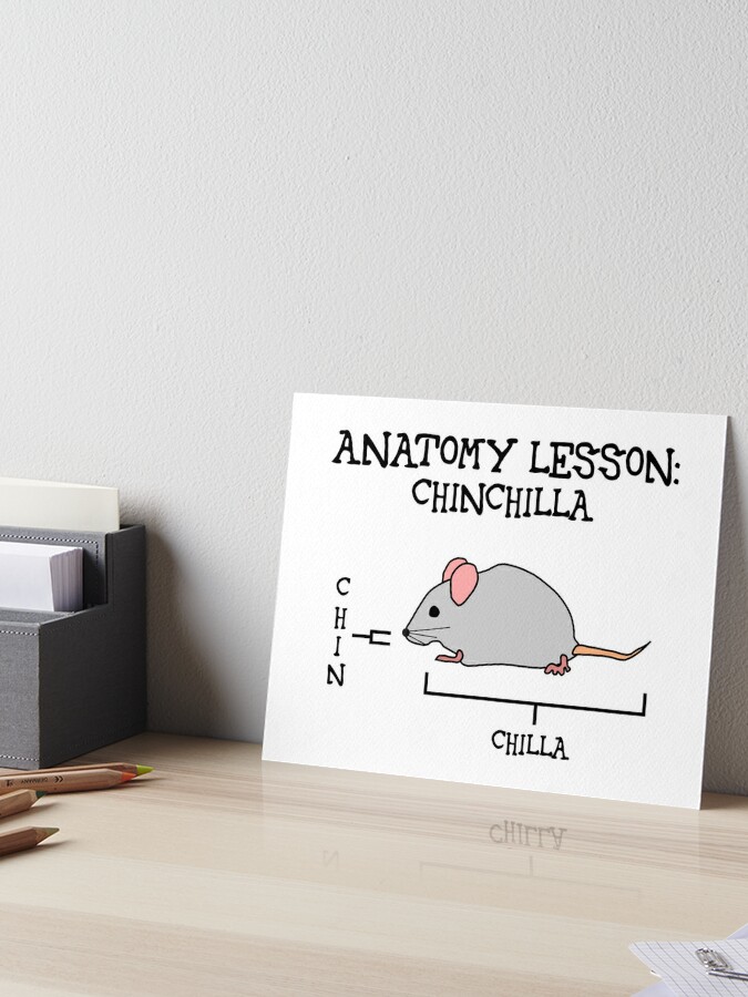 Anatomy lesson: Chinchilla [Create a set!] Art Board Print for