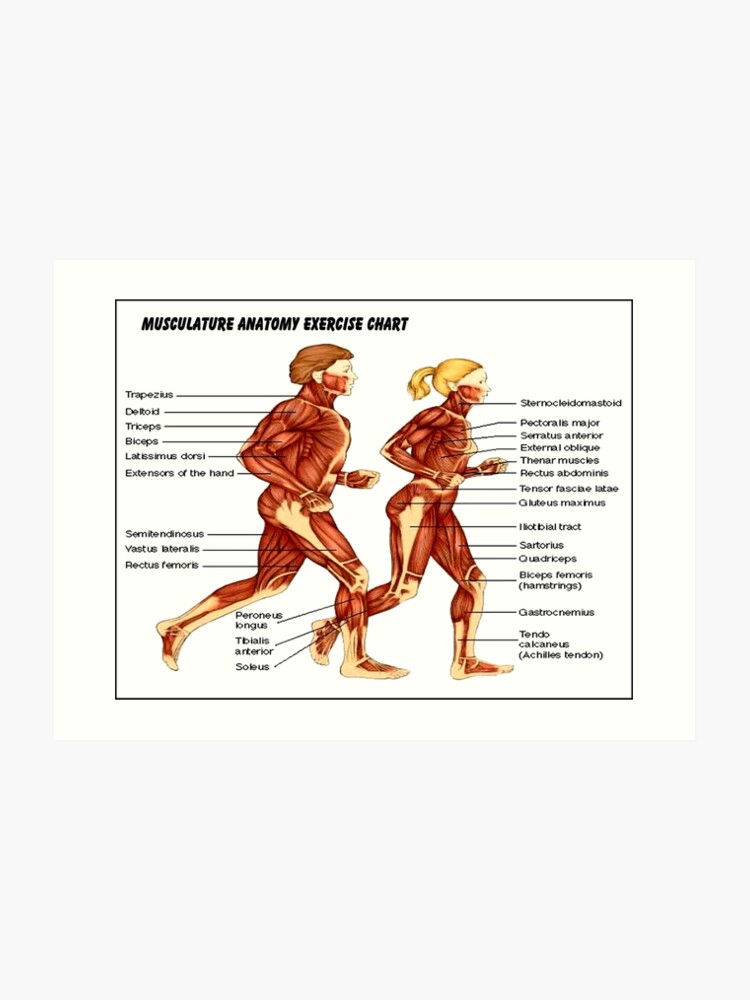 Biceps Exercise Chart For Men