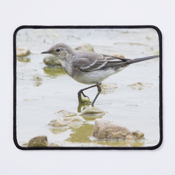 Item preview, Pied Wagtail designed and sold by LaurenTucker.