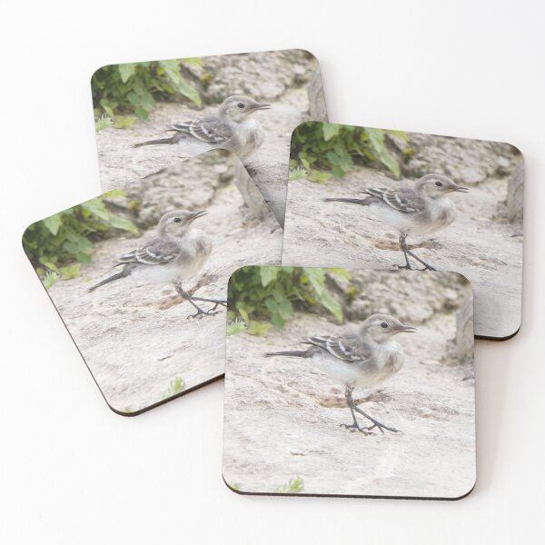 Item preview, Pied Wagtail designed and sold by LaurenTucker.