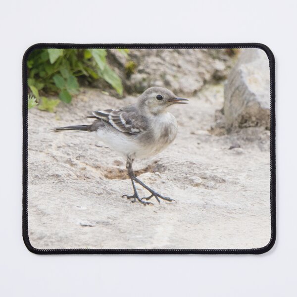 Item preview, Pied Wagtail designed and sold by LaurenTucker.