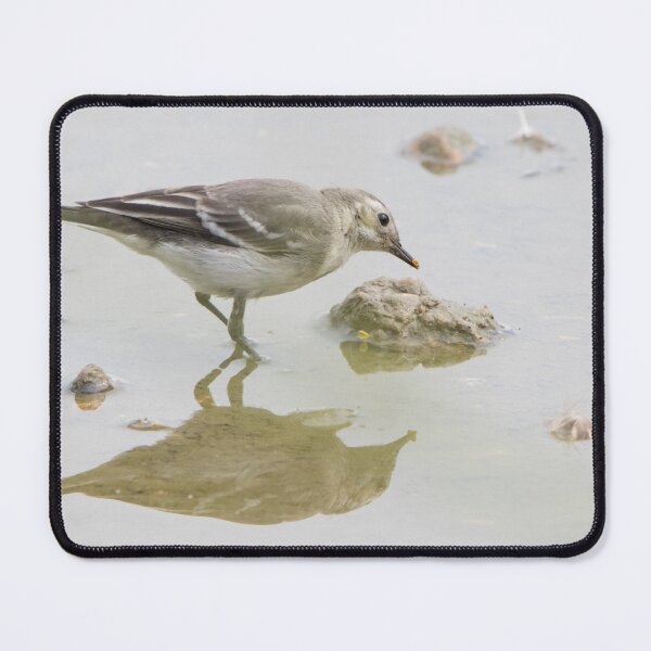 Item preview, Pied Wagtail designed and sold by LaurenTucker.