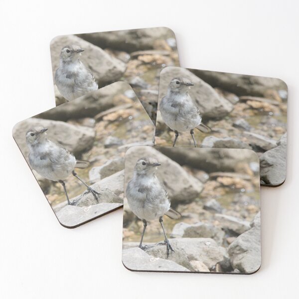 Item preview, Pied Wagtail designed and sold by LaurenTucker.