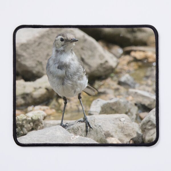Item preview, Pied Wagtail designed and sold by LaurenTucker.