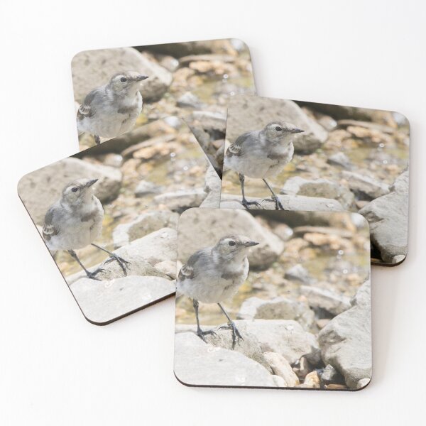 Item preview, Pied Wagtail designed and sold by LaurenTucker.