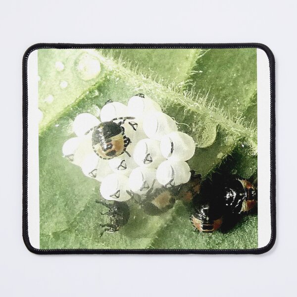 Item preview, Green shieldbug eggs & newly-hatched nymphs designed and sold by angel1.