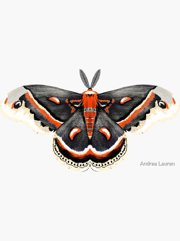 Cecropia Moth Sticker