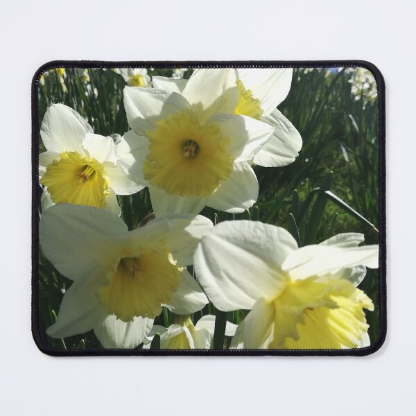 Item preview, Daffodils photograph designed and sold by esvb.