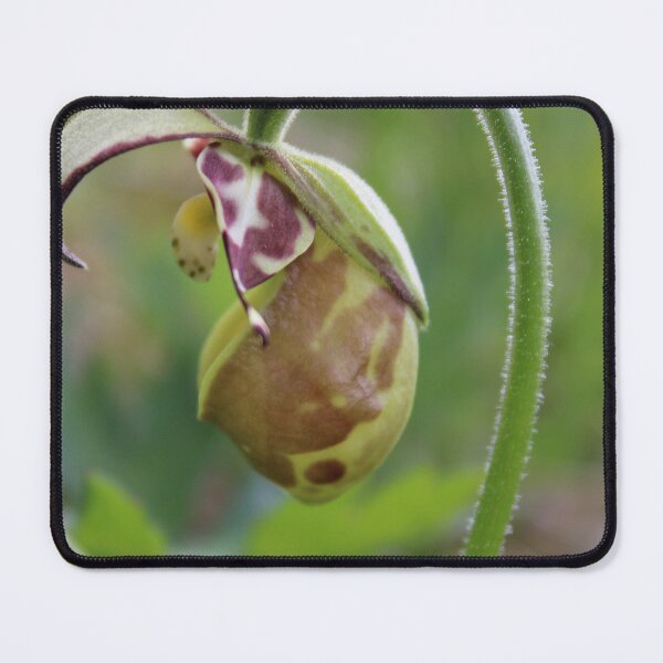 Item preview, Lady Slipper Orchid designed and sold by Amy Dandridge.