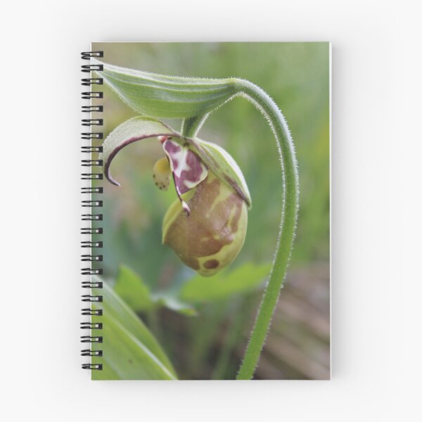 Item preview, Lady Slipper Orchid designed and sold by Amy Dandridge.