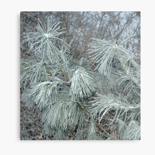 Frosty Transformation Metal Print